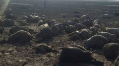 Власти района в Костанайской области ищут способ помочь семье сгоревшего с отарой пастуха