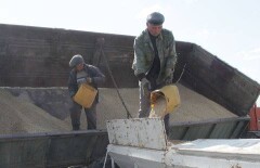 Регулирующий зерновой рынок закон уже четыре года не могут принять в Казахстане
