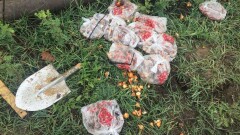 Общественники обнаружили тысячи брошенных саженцев яблонь и луковиц тюльпанов на Кок-Тобе