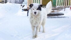 Спасённому собакой на Алтае ребёнку нашли новых родителей