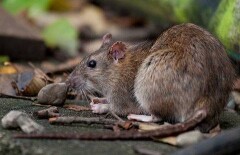 Бегающие по улицам Алматы крысы - свидетельство успешной работы по их уничтожению, решили специалисты