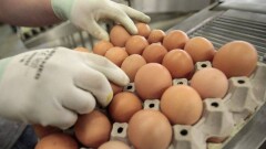 Ветеринары Мангистау опровергли опасность яиц