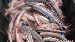 С бочками осетрины задержали сотрудников рыбинспекции в Мангистауской области
