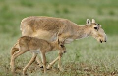 Полицейские установили машинистов поезда, которые пытались сбить стадо сайгаков