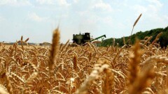 Из-за дождей в Казахстане затянулся сбор урожая