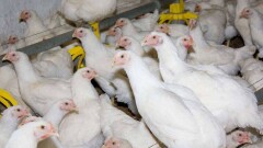 Новая вспышка птичьего гриппа в Алматинской области: на крупнейшей птицефабрике погибла треть поголовья кур