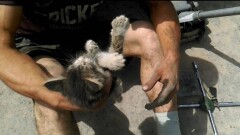 Житель Актау провёл целую операцию по спасению котёнка