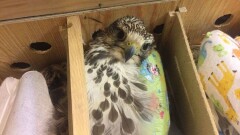 В аэропорту Алматы задержали казахстанца, пытавшегося вывезти редких птиц в ОАЭ