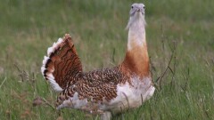 Арабским шейхам намерены разрешить охоту на дроф в Казахстане за 213 млн тенге