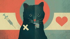 Что делать, если вы подобрали животное с улицы