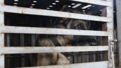Отлавливавших бродячих собак на согым жителей Алматинской области задержала полиция