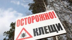 Женщина и 13-летний ребёнок умерли в ЮКО после укуса клещей