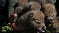 Спасённым в Карагандинской области волчатам дали имена лютоволков из "Игры престолов"