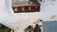 Эксперт WWF: Медведи атакуют Новую Землю из-за сокращения площади льда 