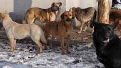 На семилетнего ребёнка напала стая бродячих собак в Атырау