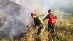Ели и сухостой горели на вершине горы в ущелье Алма-Арасан