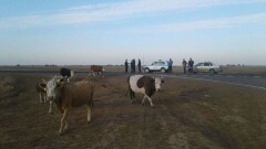 В Западно-Казахстанской области молодёжные организации борются со скотокрадством