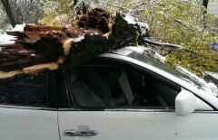 В Алматы под тяжестью снега падают деревья