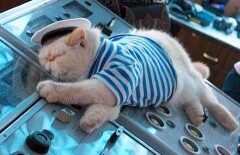 Вакансия для плавающего и убирающего за собой корабельного кота открыта в Эстонии
