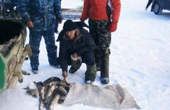 Три часа гонялись полицейские за браконьерами в ВКО