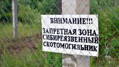 МСХ: Все скотомогильники в Арыси под контролем, угрозы сибирской язвы нет