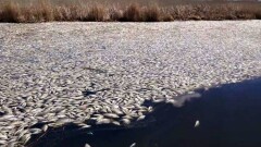 В реке Уил в Атырауской области массово гибнет рыба: на месте ЧП работает комиссия