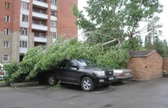 Ураган в Усть-Каменогорске повалил деревья на автомобили