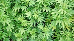 Жителям Грузии разрешили выращивать коноплю для личного пользования