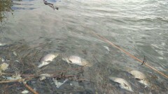 Массовую гибель рыбы зафиксировали в Атырауской области