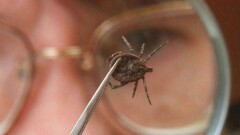  В Кызылординской области более 800 человек пострадали от укуса клещей 