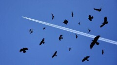 Самолёт "Эйр Астаны" вернулся в аэропорт вылета из-за столкновения с птицей