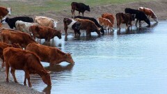 Экологи признали опасной воду в озере Каратау, из-за которой массово погиб скот