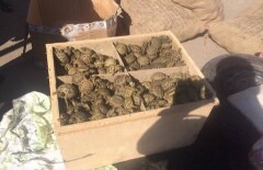 Три мешка краснокнижных черепах пытались завезти в Казахстан