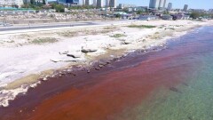 Кровавый цвет моря обеспокоил жителей Актау