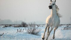 Алматинские полицейские нарушили ПДД в погоне за лошадью