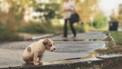 Заменить отстрел беспризорных животных стерилизацией предложили акиму Астаны