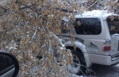 В Алматы дерево упало на проезжающий мимо автомобиль 