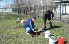 В Уральске виновным в спиле дуба присудили посадить новые деревья