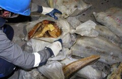 Две тонны красной рыбы и чёрную икру сожгли в печах в Атырау