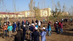 Субботник в Астане: за день Исекешев с помощниками высадили 10 тысяч деревьев