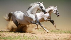 11 породистых скакунов и девять особняков конфисковали у Тулешова