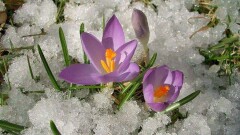 Астрономы назвали точное время наступления весны