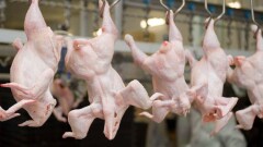 Россельхознадзор ограничил поставки мяса птицы из СКО из-за болезни Ньюкасла