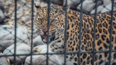 Алматинский зоопарк: кто делает вбросы в соцсети и калечит обитателей питомника