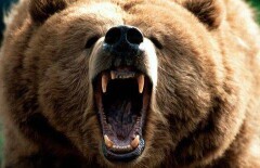 Медведь задрал пенсионера в Восточном Казахстане