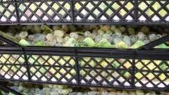 В очередной партии фруктов и овощей из Кыргызстана найдена азиатская ягодная муха 