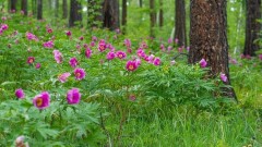 Тарбағатайға Тәңір сыйлаған алқа