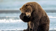 "Медведь" помогал чистить рельсы в Усть-Каменогорске