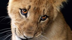 Выкупленный у частника львёнок Али подружился с кроликами и вновь начал ходить