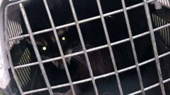 В Астане с помощью пожарной лестницы спасли енота, застрявшего на дереве